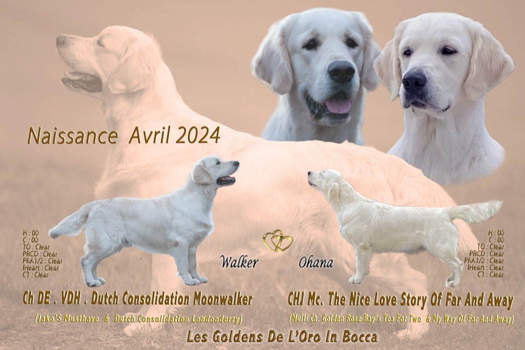 De l'Oro in Bocca - Des bébés sont attendus pour le 22 avril 2024