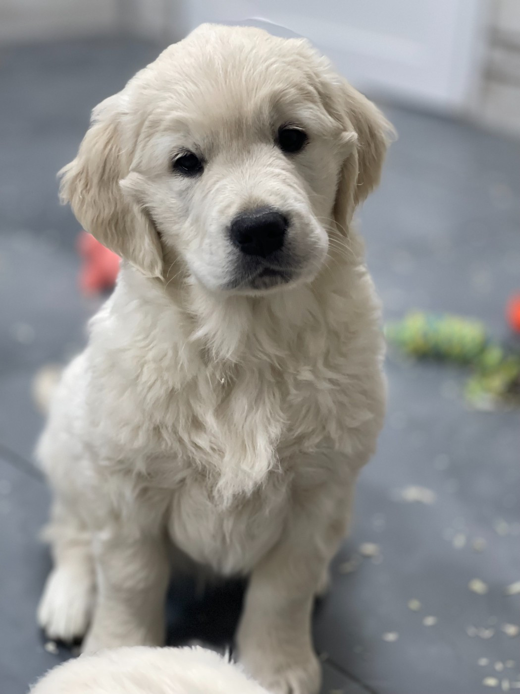 De l'Oro in Bocca - Chiots disponibles - Golden Retriever