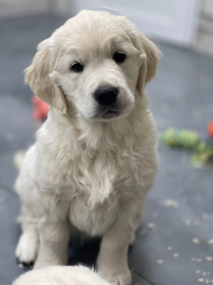 Another Story Begins De L'Oro In Bocca